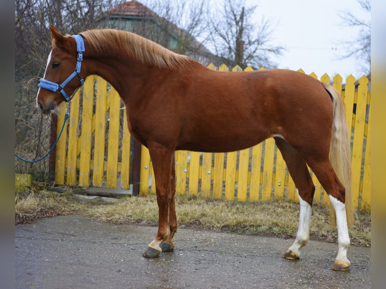 KWPN Yegua 3 años 171 cm Alazán in Debrecen