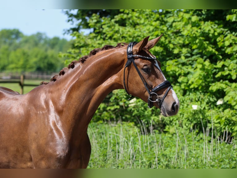 KWPN Yegua 3 años 172 cm Alazán-tostado in Lienen
