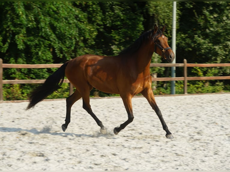 KWPN Yegua 3 años 173 cm Castaño in Bergen L