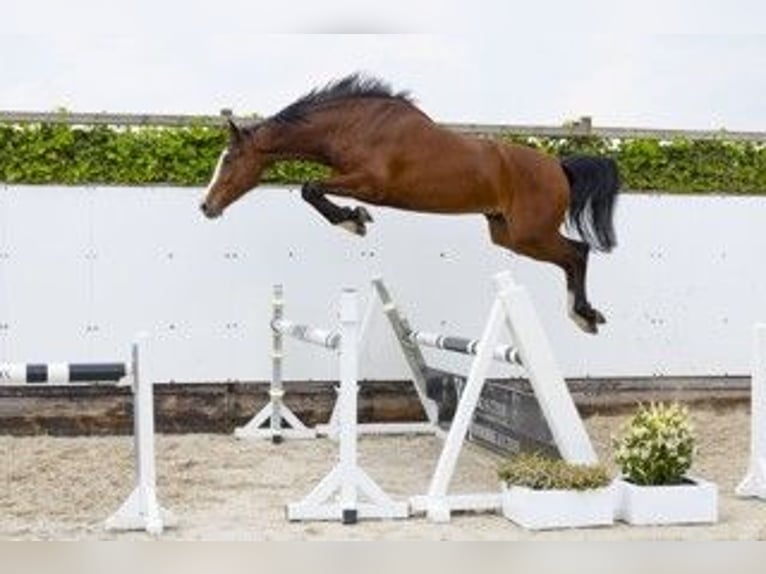 KWPN Yegua 3 años 174 cm Castaño in Heeswijk-Dinther