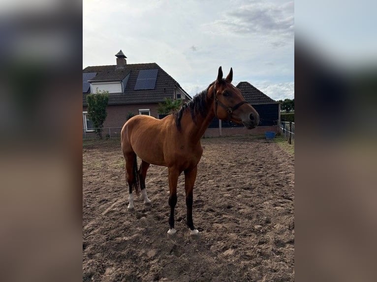 KWPN Yegua 3 años 174 cm Castaño in Heeswijk-Dinther