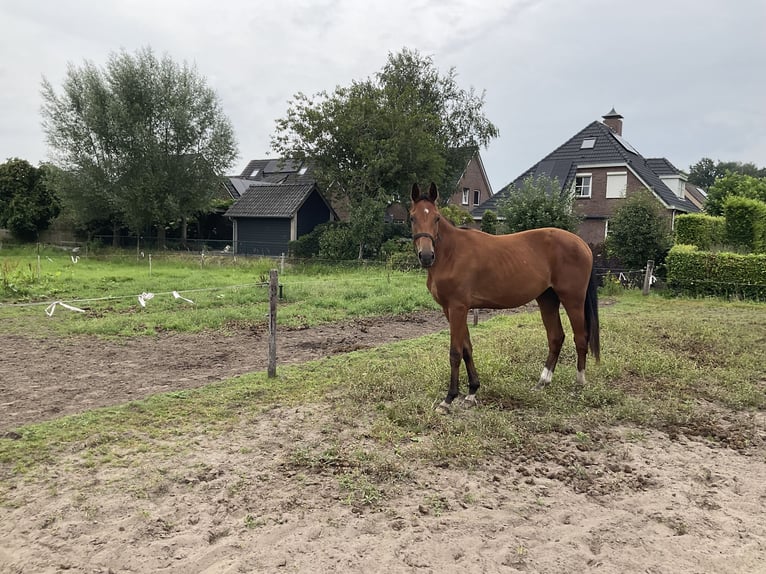 KWPN Yegua 3 años 174 cm Castaño in Heeswijk-Dinther