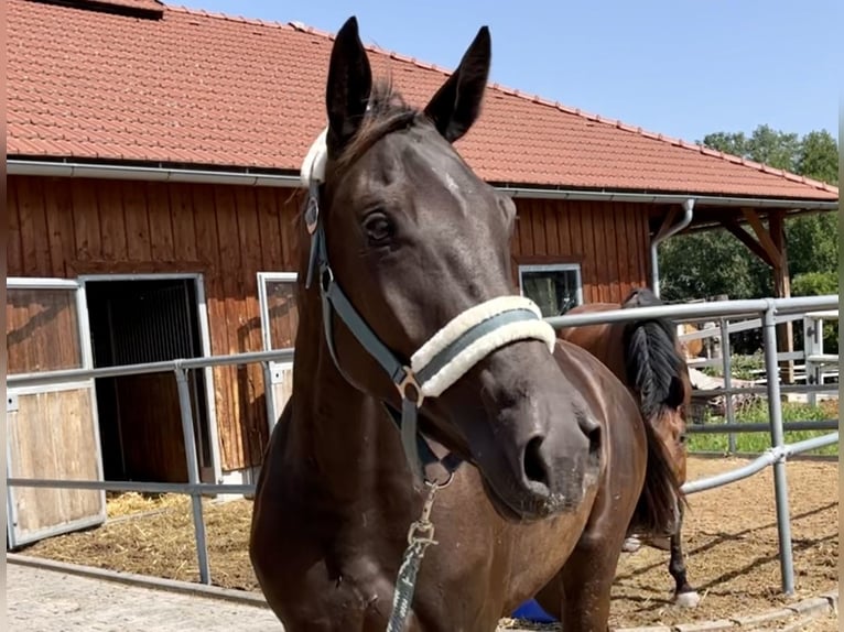 KWPN Yegua 3 años 175 cm Buckskin/Bayo in Zell an der Pram