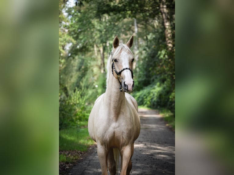 KWPN Yegua 4 años 155 cm Palomino in Hoogerheide