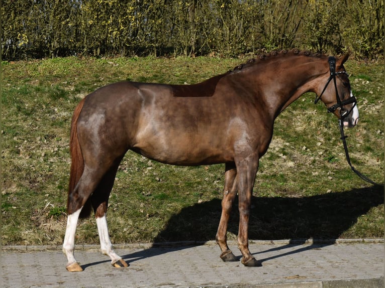KWPN Yegua 4 años 160 cm Alazán-tostado in Fürstenau