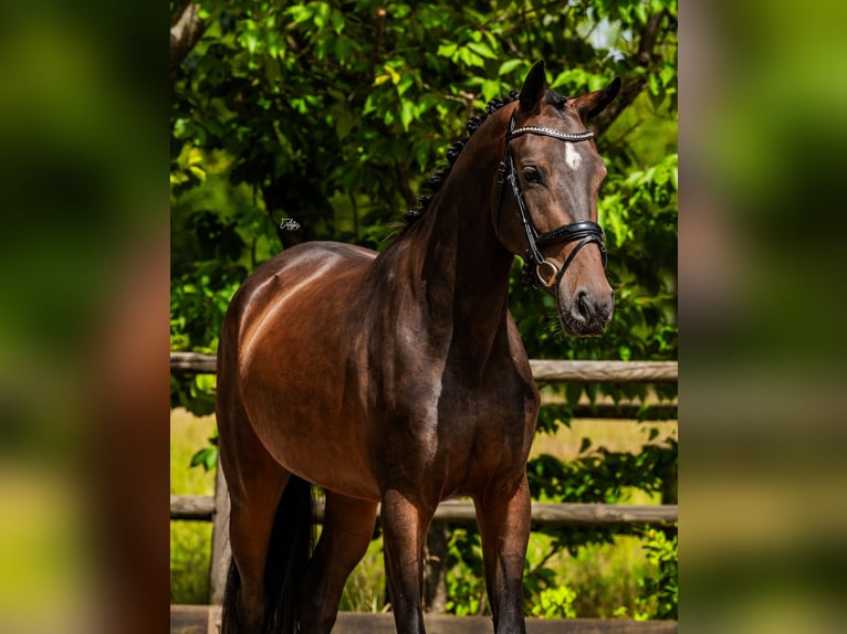 KWPN Yegua 4 años 160 cm Castaño oscuro in Helvoirt