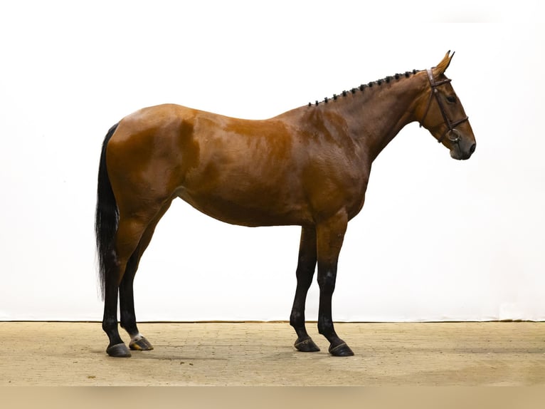 KWPN Yegua 4 años 161 cm Castaño in Waddinxveen