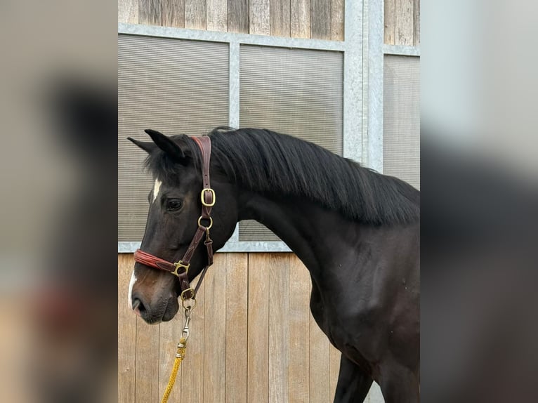 KWPN Yegua 4 años 161 cm Negro in Sarthe