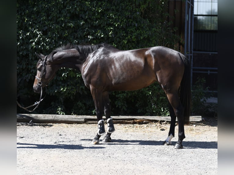 KWPN Yegua 4 años 162 cm Castaño in Geilenkirchen