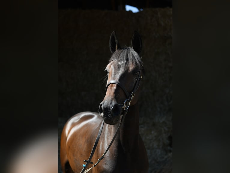 KWPN Yegua 4 años 162 cm Castaño in Geilenkirchen