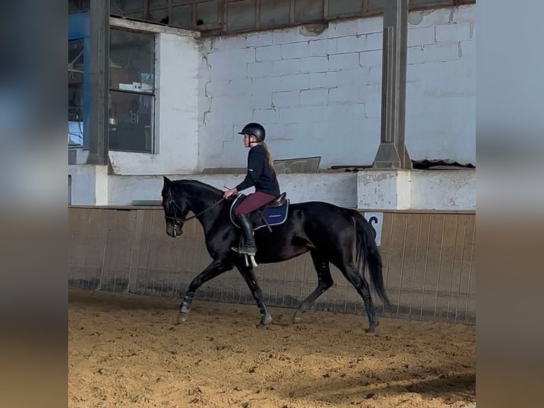 KWPN Yegua 4 años 163 cm Morcillo in dys