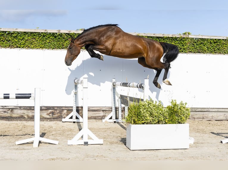 KWPN Yegua 4 años 164 cm Castaño in Waddinxveen