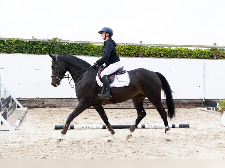 KWPN Yegua 4 años 164 cm Negro in Waddinxveen KWPN Yegua 4 años 164 cm Negro in Waddinxveen