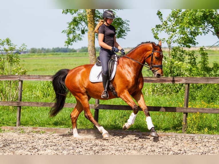 KWPN Yegua 4 años 165 cm Castaño in Goudriaan