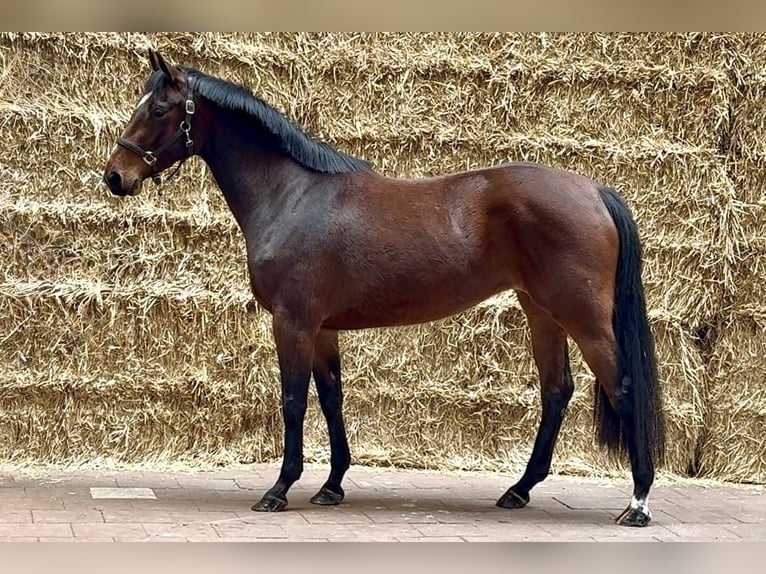 KWPN Yegua 4 años 165 cm Castaño oscuro in Moergestel