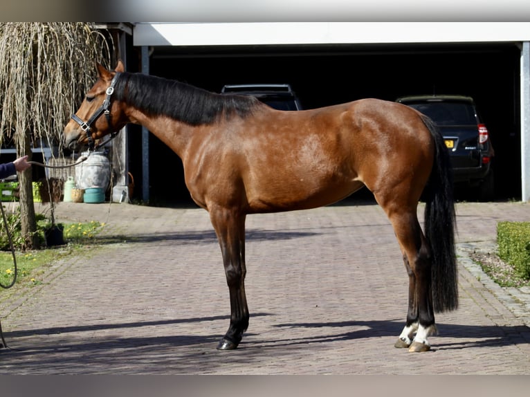 KWPN Yegua 4 años 165 cm Castaño oscuro in Vlierden
