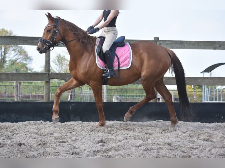 KWPN Yegua 4 años 166 cm Alazán in Achtmaal