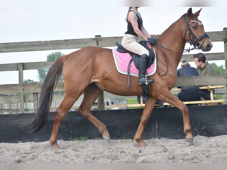 KWPN Yegua 4 años 166 cm Alazán in Achtmaal