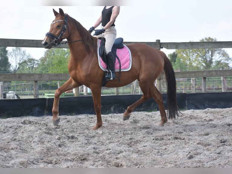 KWPN Yegua 4 años 166 cm Alazán in Achtmaal