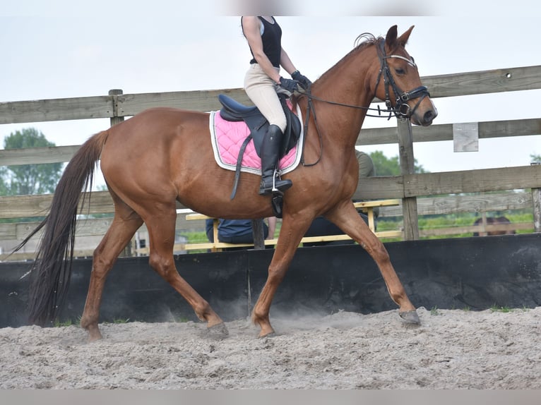 KWPN Yegua 4 años 166 cm Alazán in Achtmaal
