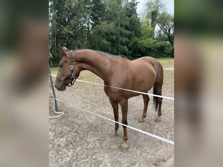 KWPN Yegua 4 años 166 cm Alazán-tostado in Schijndel