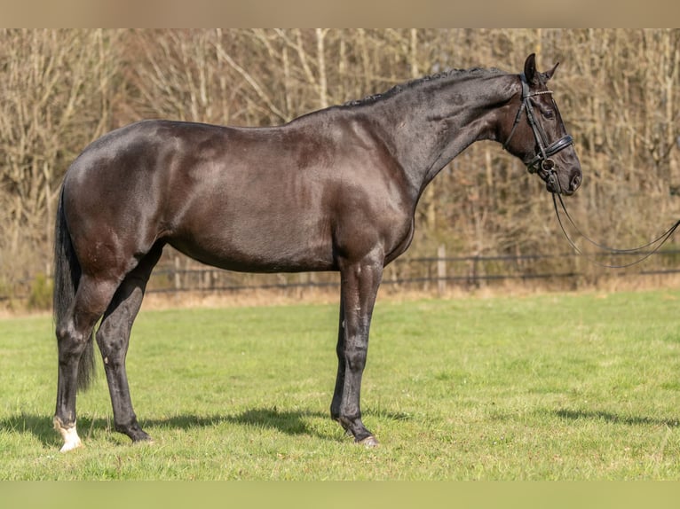 KWPN Yegua 4 años 166 cm Negro in Heinzenbach