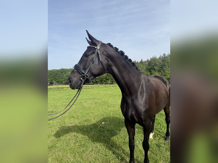 KWPN Yegua 4 años 166 cm Negro in Heinzenbach