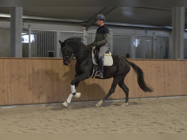 KWPN Yegua 4 años 166 cm Negro in Groot-Ammers