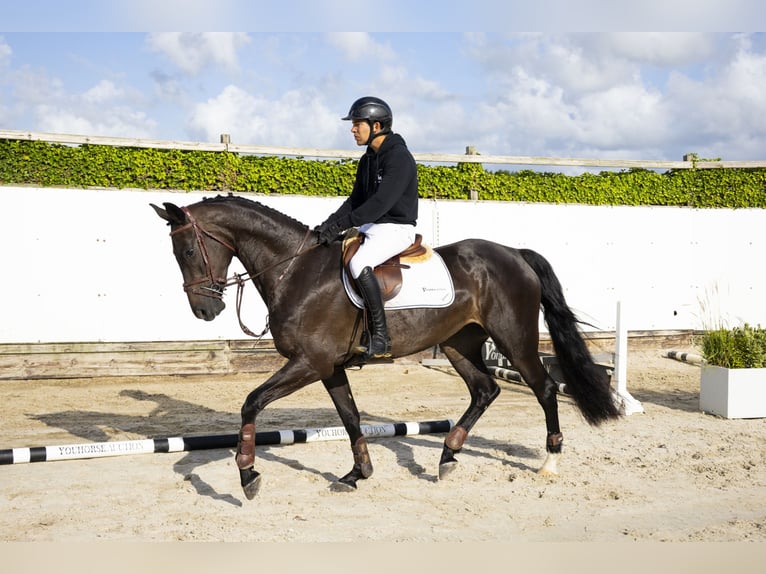 KWPN Yegua 4 años 166 cm Negro in Waddinxveen