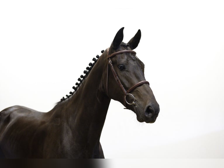 KWPN Yegua 4 años 166 cm Negro in Waddinxveen