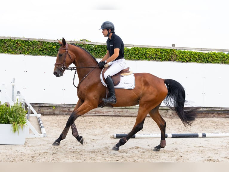 KWPN Yegua 4 años 167 cm Castaño in Waddinxveen
