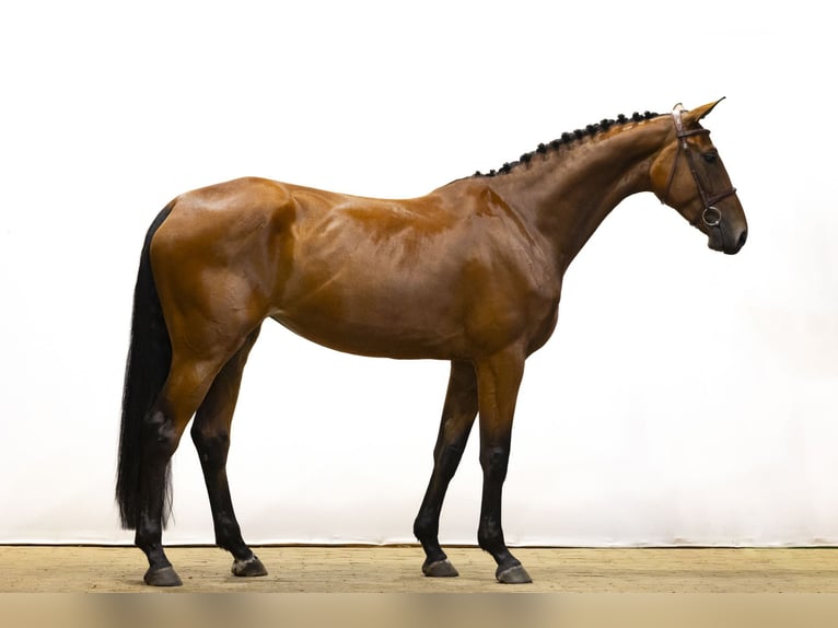 KWPN Yegua 4 años 167 cm Castaño in Waddinxveen