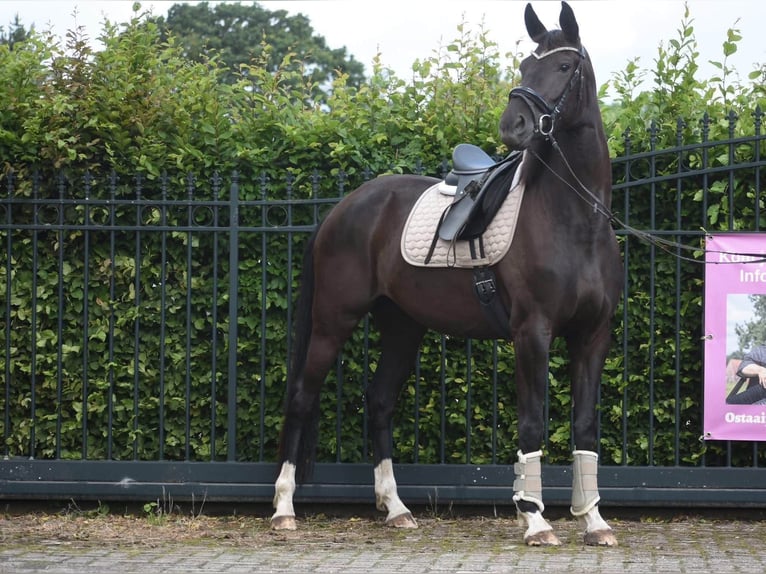 KWPN Yegua 4 años 167 cm Negro in Achtmaal