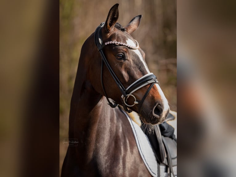 KWPN Yegua 4 años 169 cm Castaño oscuro in Siegen