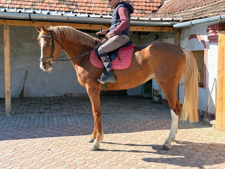 KWPN Yegua 4 años 170 cm Alazán in Békéscsaba
