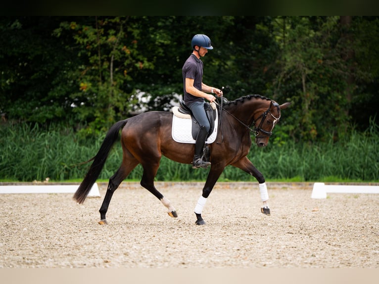 KWPN Yegua 4 años 170 cm Castaño in Putten