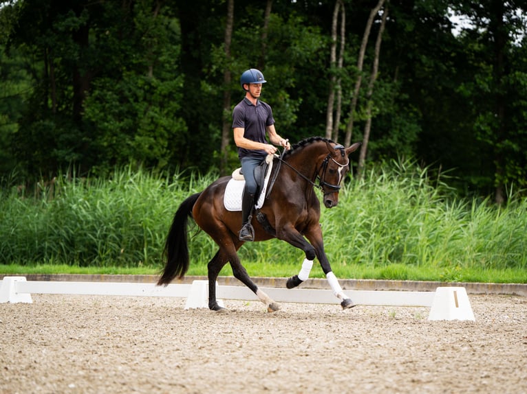 KWPN Yegua 4 años 170 cm Castaño in Putten