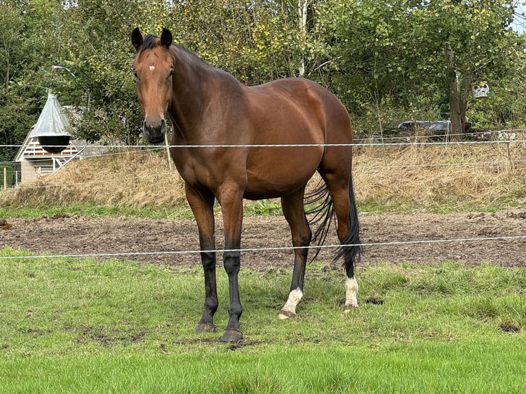 KWPN Yegua 4 años 170 cm Castaño in Veenklooster