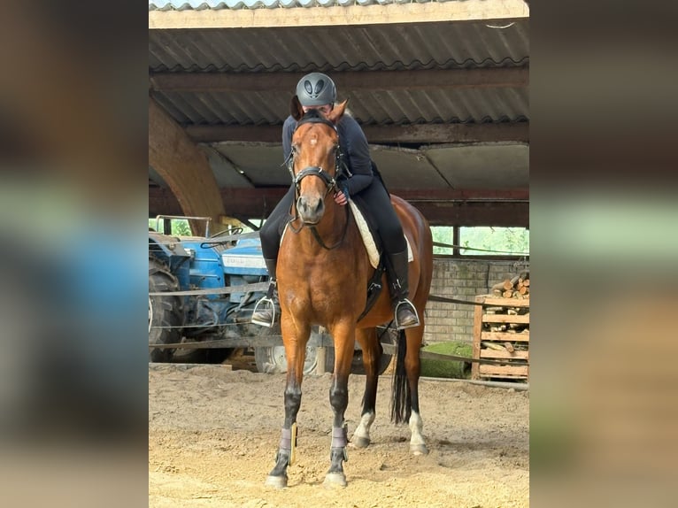 KWPN Yegua 4 años 170 cm Castaño in Veenklooster