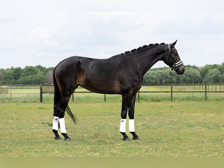 KWPN Yegua 4 años 170 cm Castaño oscuro in Heteren