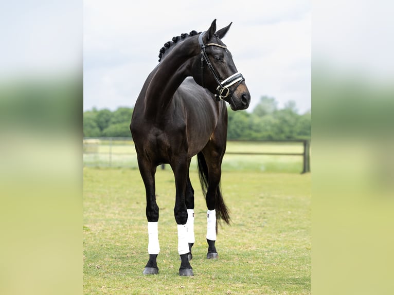 KWPN Yegua 4 años 170 cm Castaño oscuro in Heteren