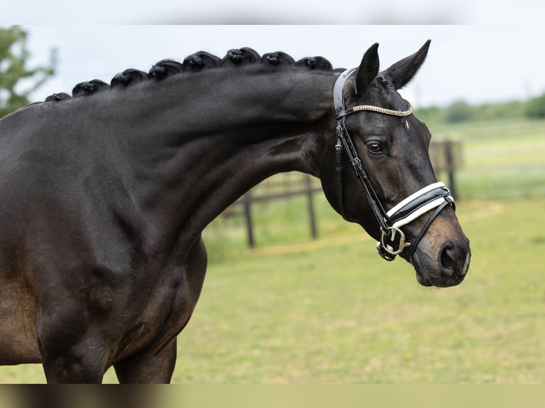 KWPN Yegua 4 años 170 cm Castaño oscuro in Heteren