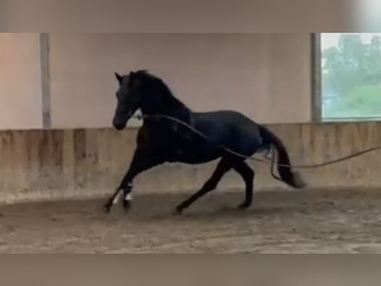 KWPN Yegua 4 años 170 cm Morcillo in Nijkerkerveen