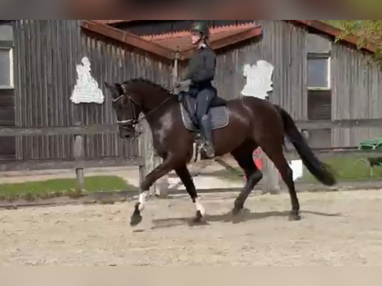 KWPN Yegua 4 años 170 cm Morcillo in Nijkerkerveen