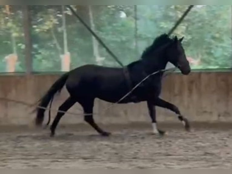 KWPN Yegua 4 años 170 cm Morcillo in Nijkerkerveen