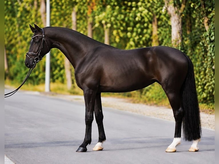 KWPN Yegua 4 años 171 cm Negro in Határ utca 25