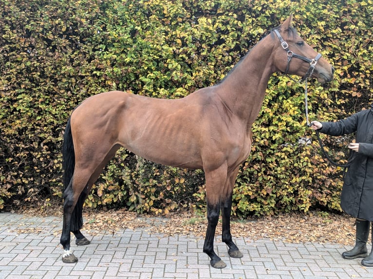 KWPN Yegua 4 años 172 cm Castaño in Veghel