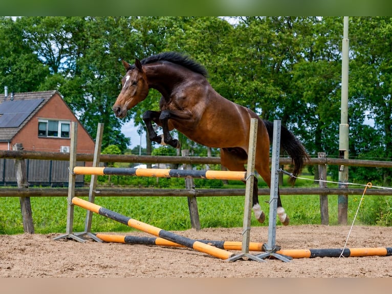 KWPN Yegua 4 años 172 cm Castaño oscuro in Nieuw-Amsterdam