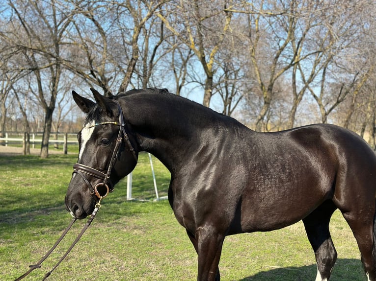 KWPN Yegua 4 años 172 cm Negro in Bekescsaba