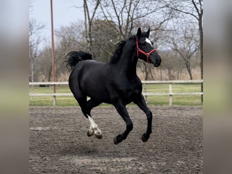 KWPN Yegua 4 años 172 cm Negro in Bekescsaba